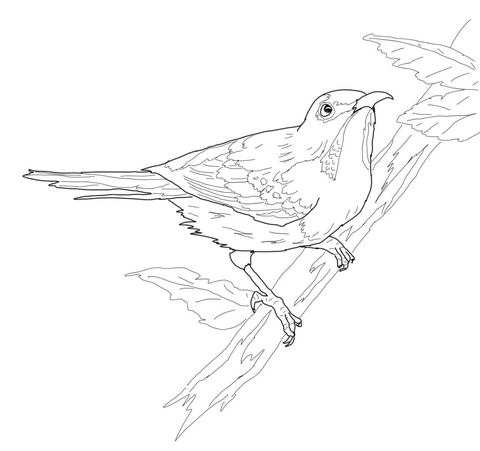 Crimson Sunbird Coloring Page